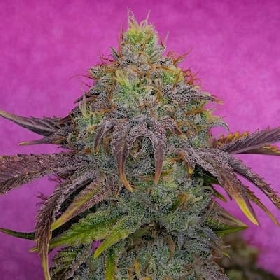 Watermelon Zkittles > Pure Instinto